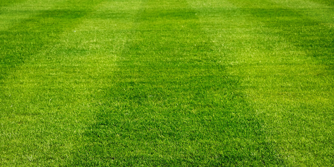 How to get a Wimbledon worthy lawn