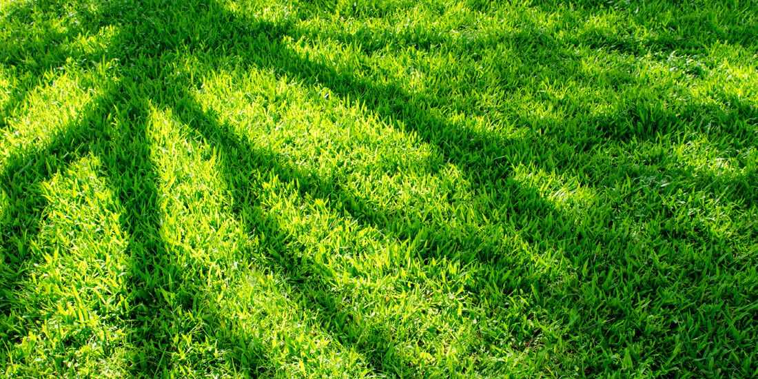 STEADFAST: Tackling your Shade Lawn issues this spring