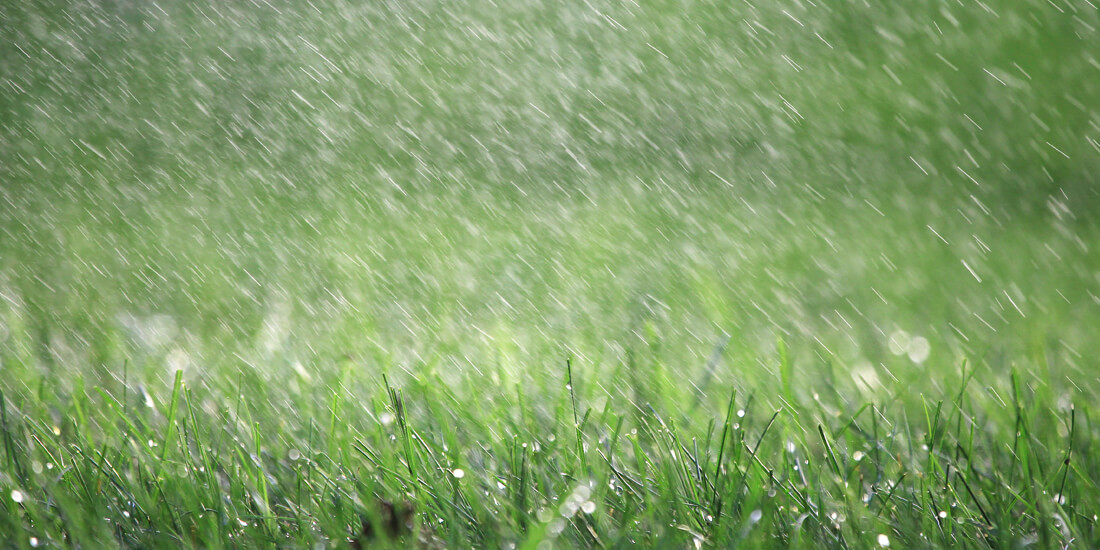 Total Washout: Will my grass seed germinate in heavy rain?