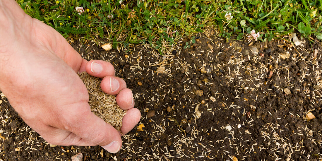 Reasons why your grass seed isn’t growing this summer