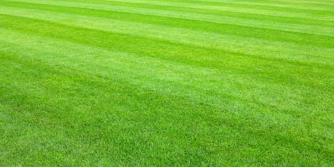 How to care for an ornamental lawn
