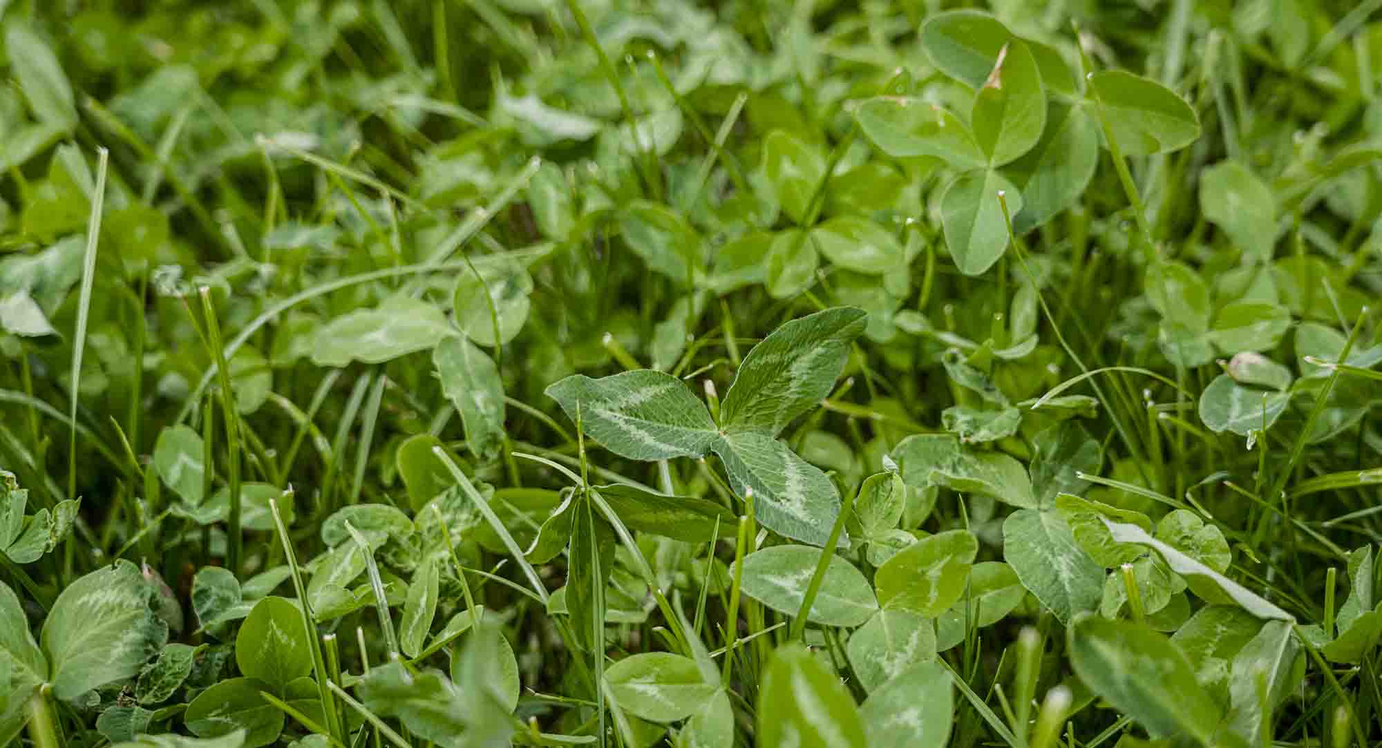ECO Clover Lawn Seed Growing on Garden Lawn
