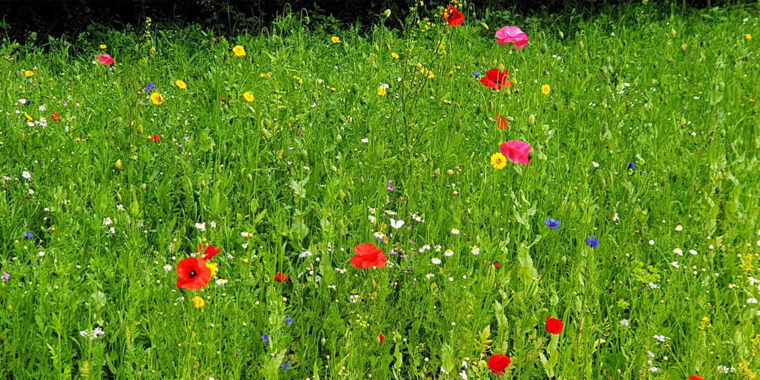 How to manage your wildflower meadow
