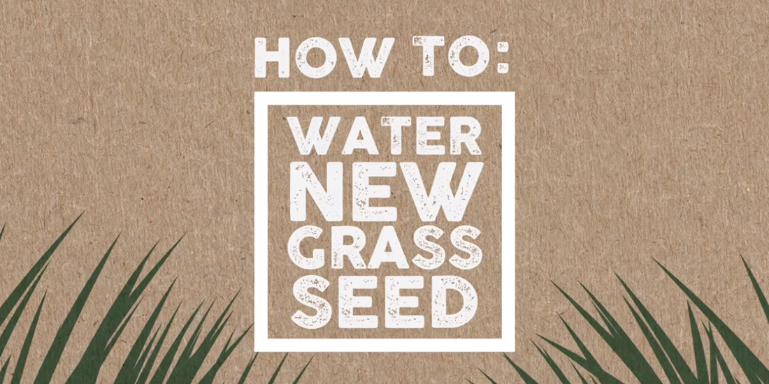 How to: Water new grass