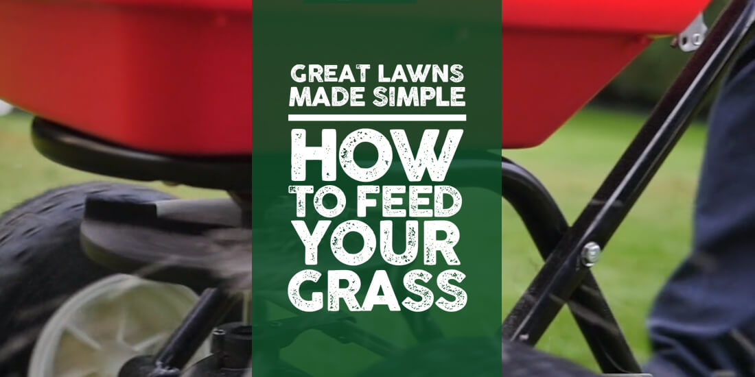 Great Lawns Made Simple: How to feed grass