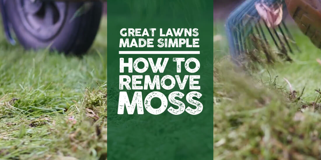 Great Lawns Made Simple: How to remove moss