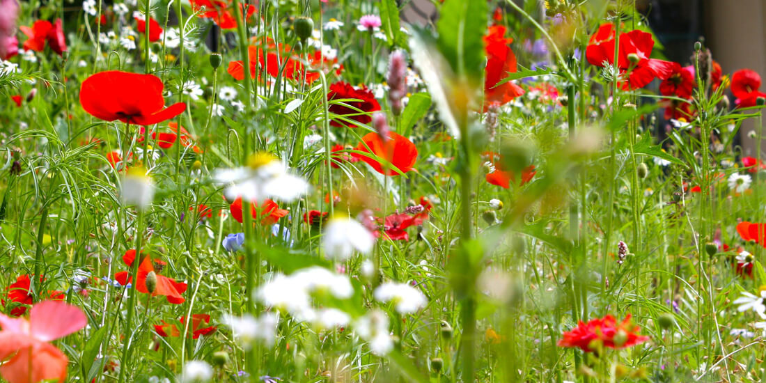 How to sow wildflower seeds in your garden
