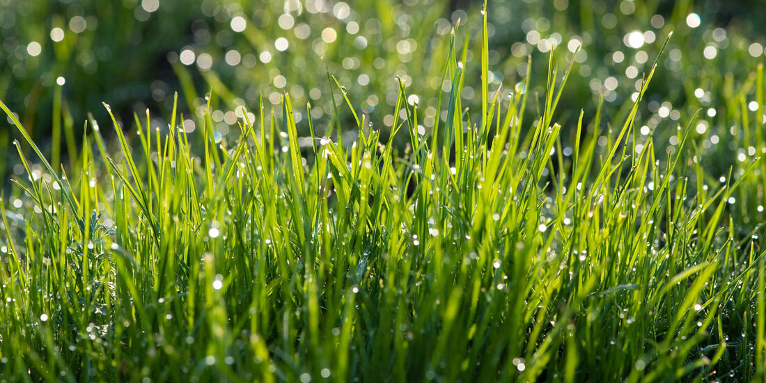 How to keep your lawn healthy