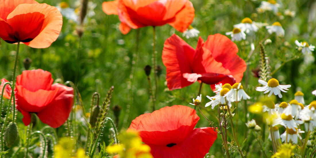 Wildflower 101: What makes a British wildflower meadow?