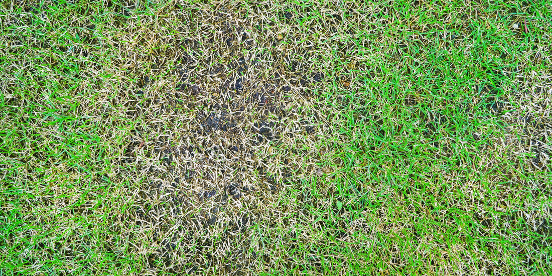 How to repair thinning grass, patches and holes in your lawn