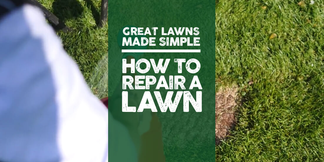 Great Lawns Made Simple: How to repair a lawn