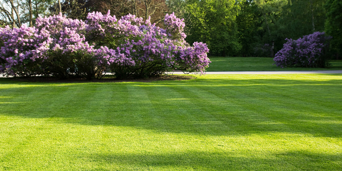 Choosing the best seed for a shade lawn