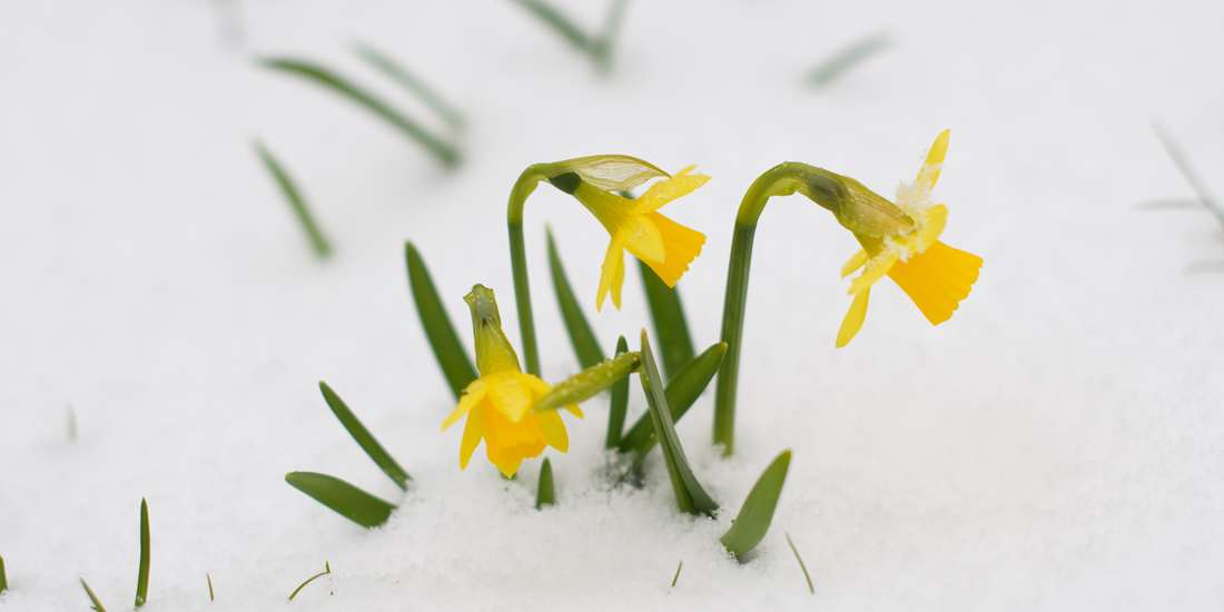 How snow in April affects your lawn