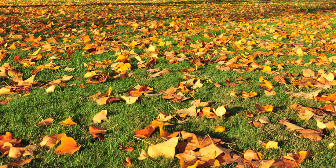 7 quick tips for a better lawn this autumn / winter