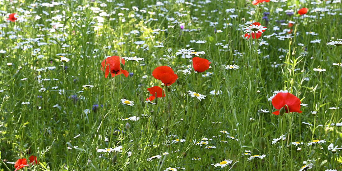 5 benefits of sowing wildflowers in autumn
