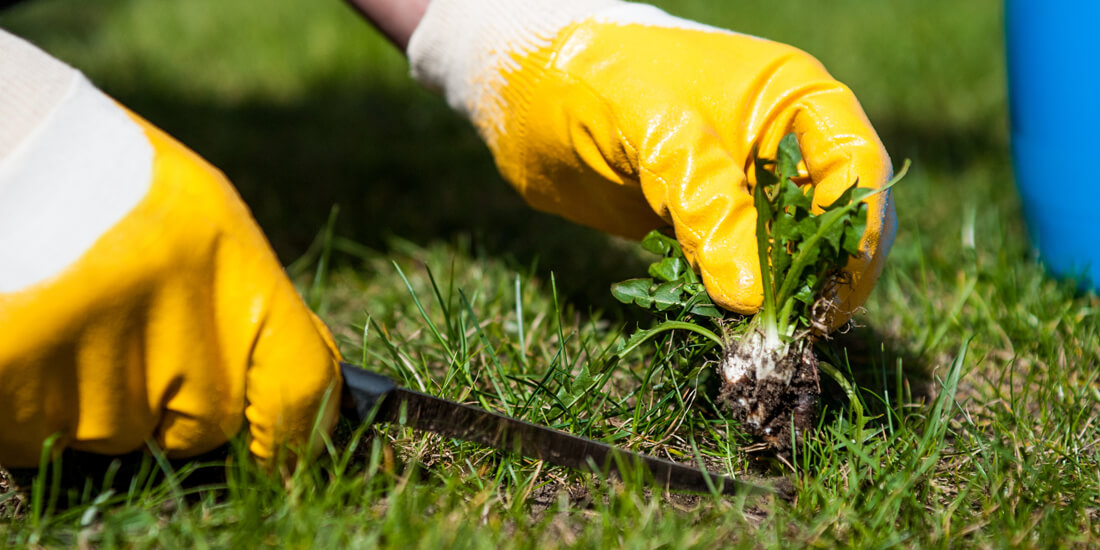 How to control weeds in a newly seeded lawn