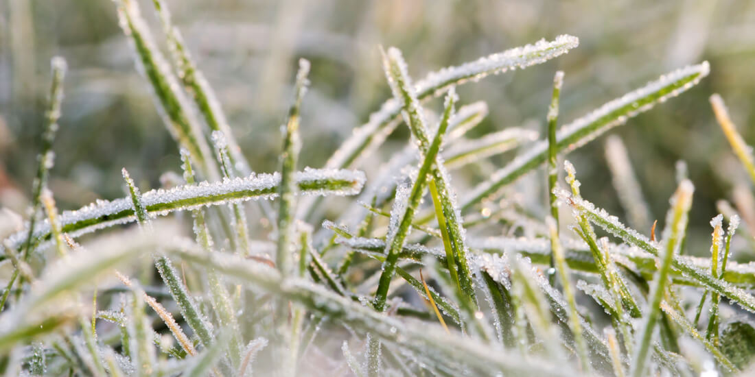What happens to grass during winter?