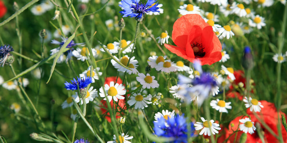 What wildflower mix should I sow?
