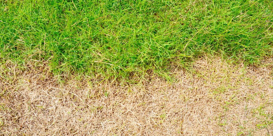 How to repair leatherjacket damage in your lawn
