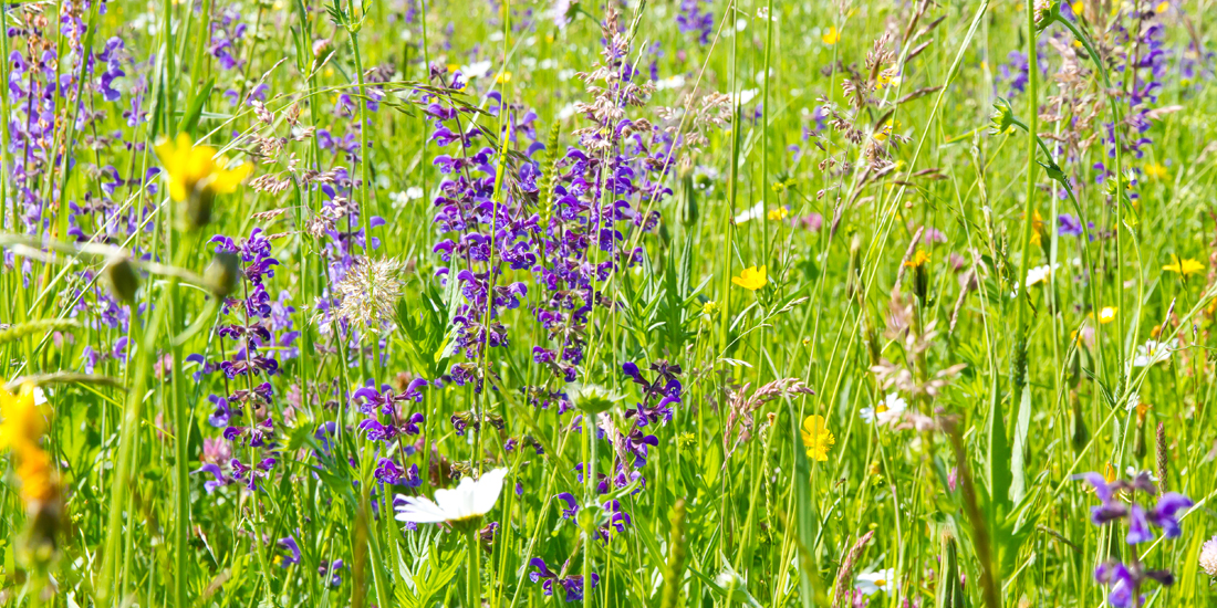 When should I sow wildflowers?