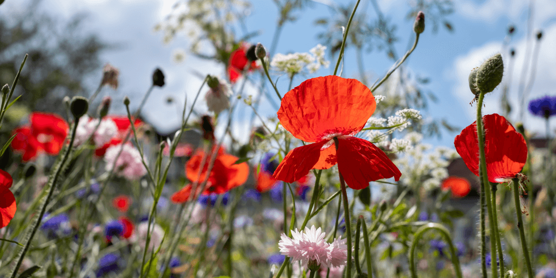 Why should I sow wildflower seeds?