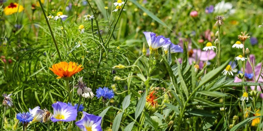5 Reasons to grow wildflowers in the garden this summer