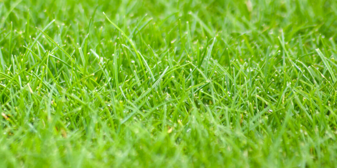 How to revive a lawn after winter
