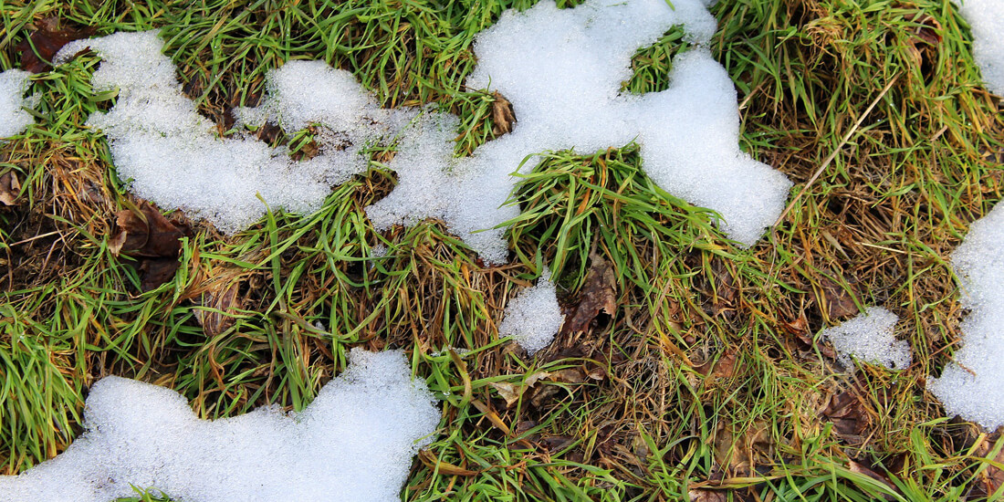 Two typical winter lawn diseases and how to fight them