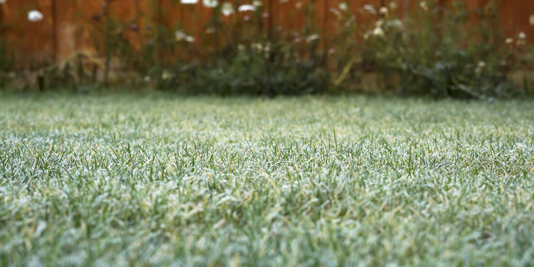 tips for your lawn in winter