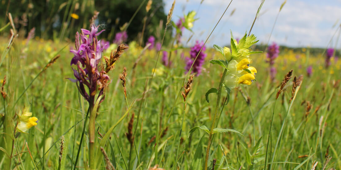How to sow Yellow Rattle