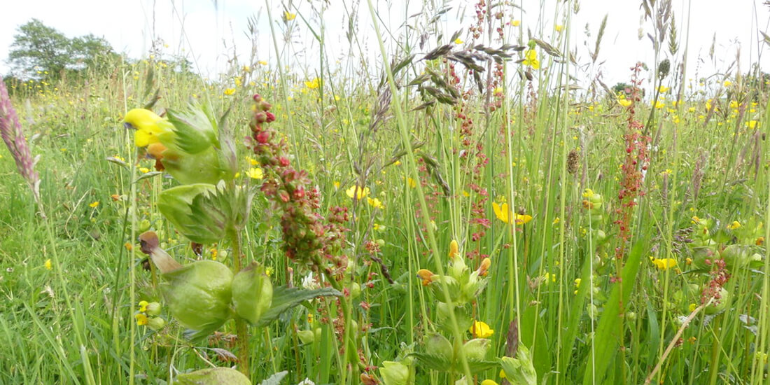 Should I add Yellow Rattle to my wildflower meadow?