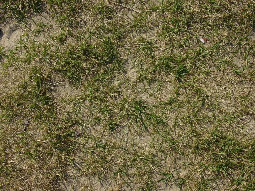 sun damaged grass