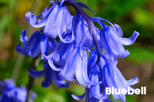bluebell is a bees favourite wildflower