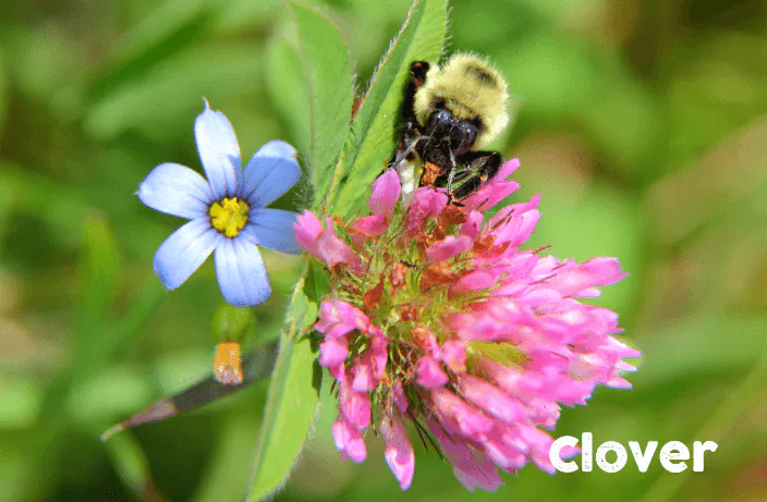 clover is a bees favourite wildflower
