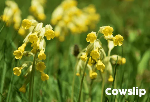 cowslip wildflower