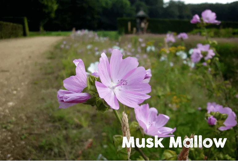 muskmallow wildflower that bees love