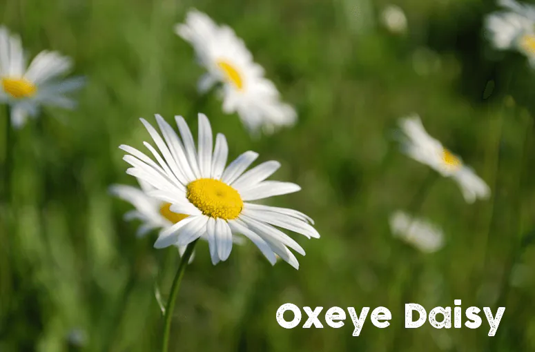 oxeye daisy are wildflowers bees love