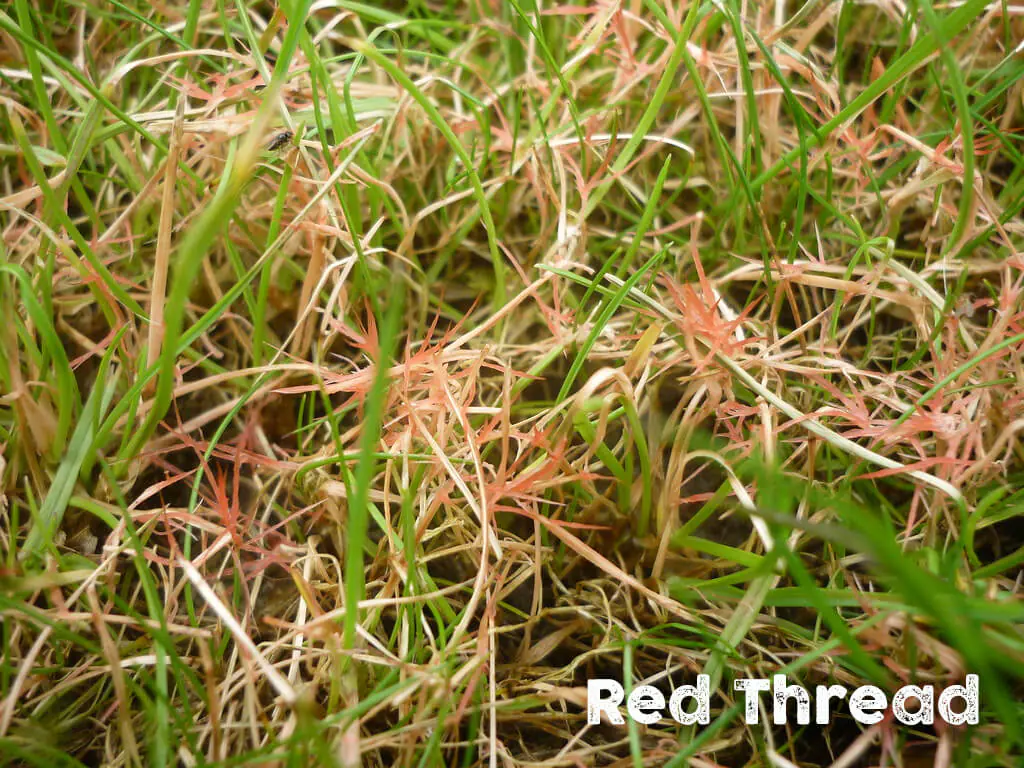 lawn care red thread weed grass
