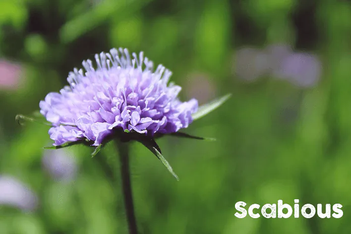 bees love scabious wildflower