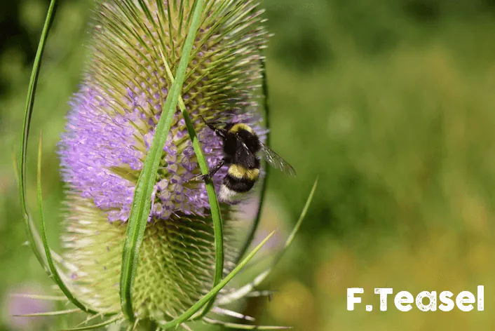 teasel is a wildflower bees love