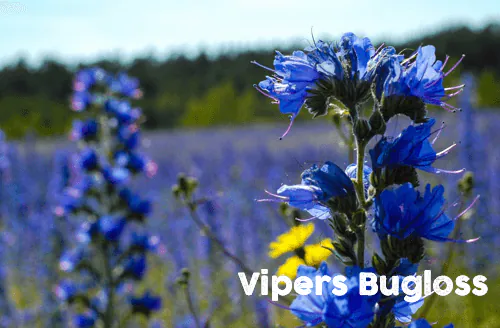 vipers bugloss bees wildflower