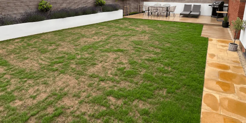 Lawn after germination with some pacthes