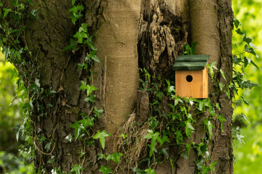 Snoozy Bird Nest Box cosy Last Minute Gift idea
