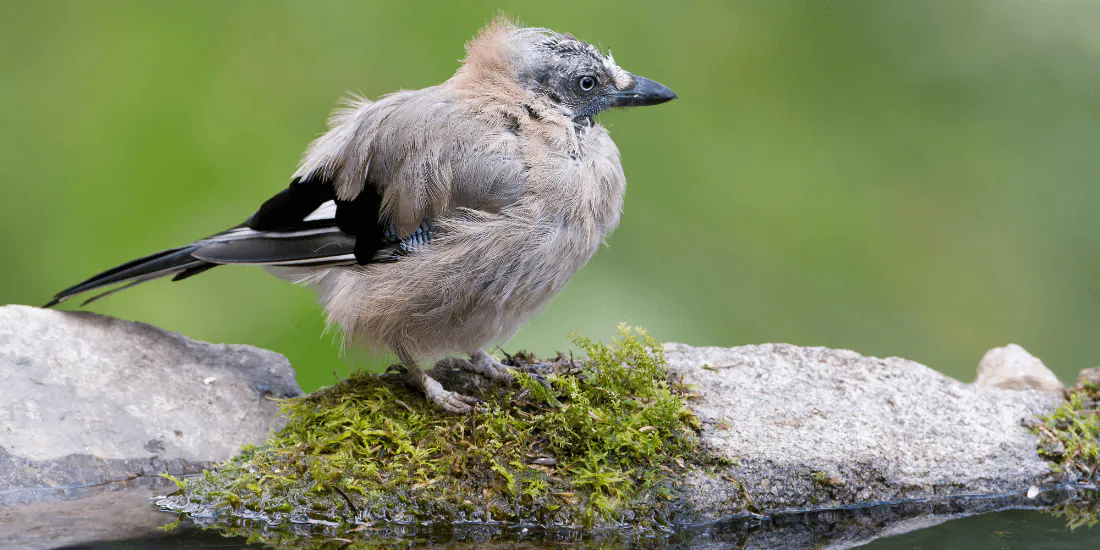 Image of a moulting garden bird with no wild bird illness