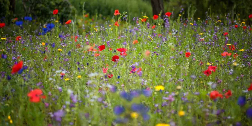 When to plant wildflower seeds - annuals