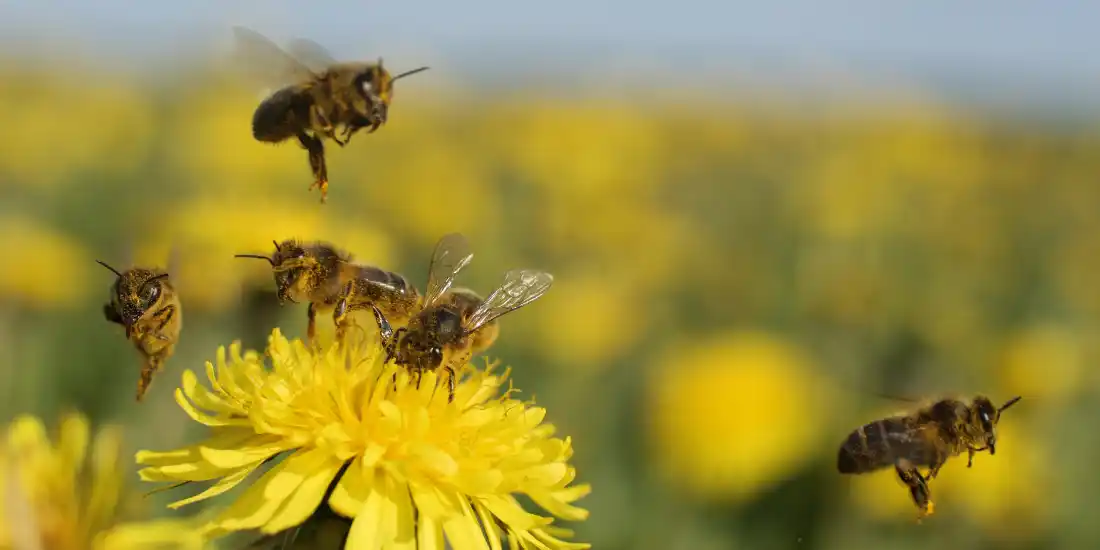 dandelion and honey bees