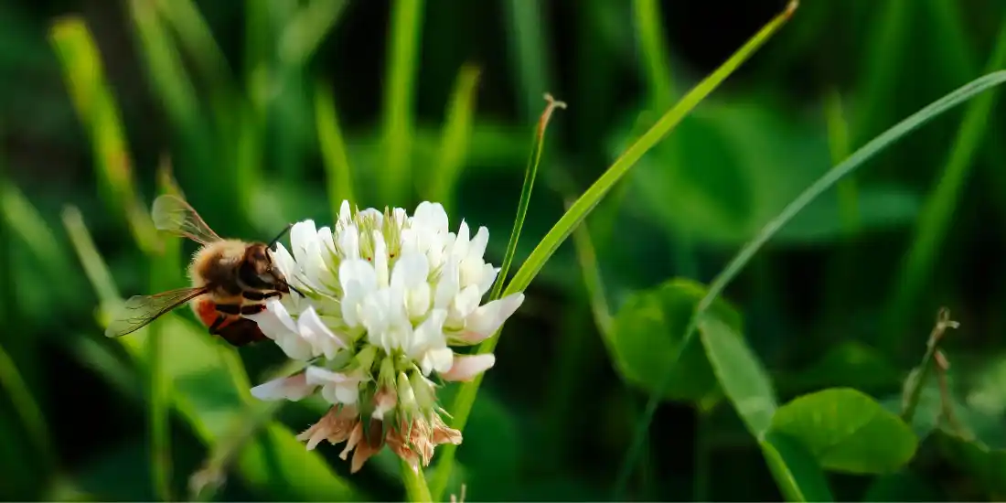 wildflowers For Bees white clover