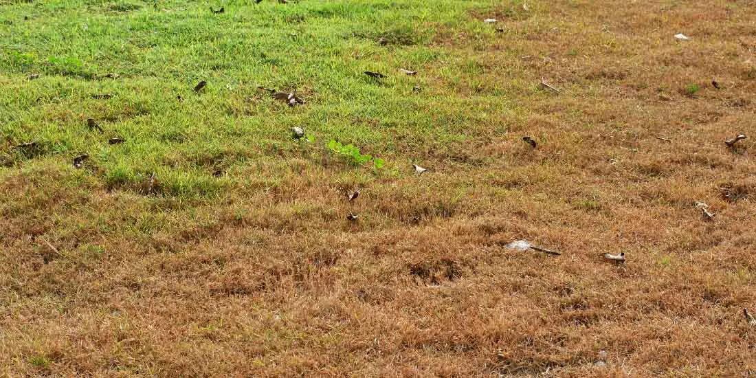 grass drying in patches