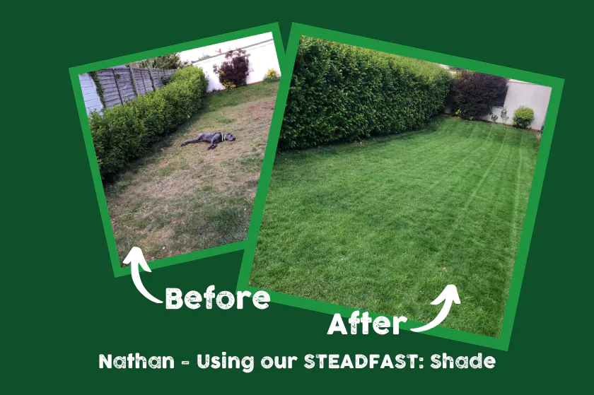 STEADFAST Shade grass seed before and afters