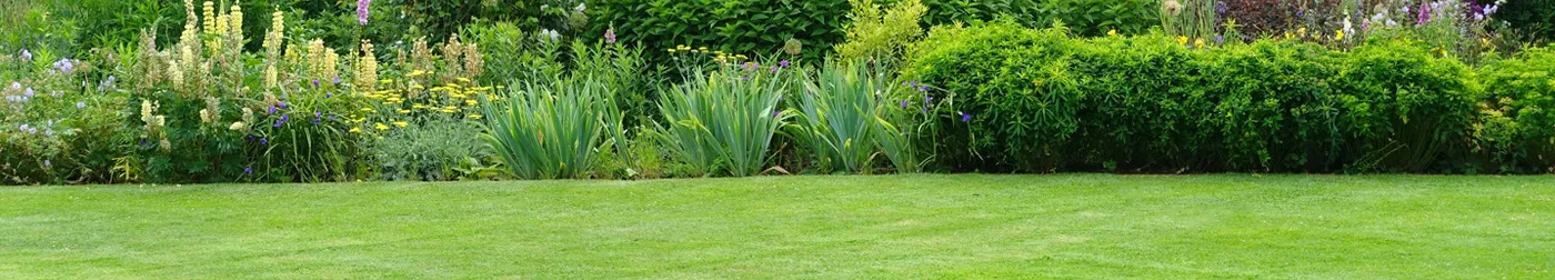 When to mow and fertilise a new lawn